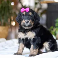 Goldilocks, a female Bernedoodle for sale in Dundee, OH – Photo 2 of 7