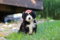 Firestar, a female Miniature Bernedoodle for sale in Dundee, OH – 3 of 5