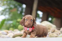 Otto, a male Miniature Dachshund for sale in Dundee, OH – 6 of 6