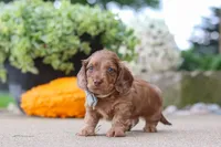 Gordy, a male Miniature Dachshund for sale in Dundee, OH – 3 of 6