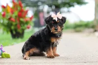 Riot, a female Yorkipoo for sale in Dundee, OH – 5 of 7