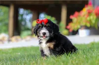 Moonstone, a female Miniature Bernedoodle for sale in Dundee, OH – 3 of 7