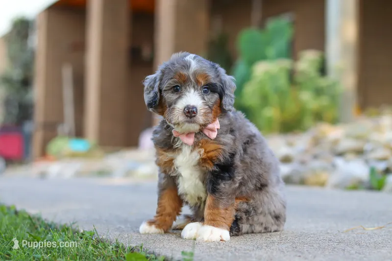 Gusher – Miniature Bernedoodle puppy for sale in Dundee, OH
