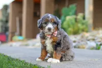 Gusher, a male Miniature Bernedoodle for sale in Dundee, OH – 1 of 5