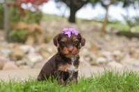 Bon Bon, a female Yorkipoo for sale in Dundee, OH – 8 of 8