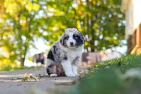 Zoomer, a female Miniature Australian Shepherd for sale in Dundee, OH – 5 of 5