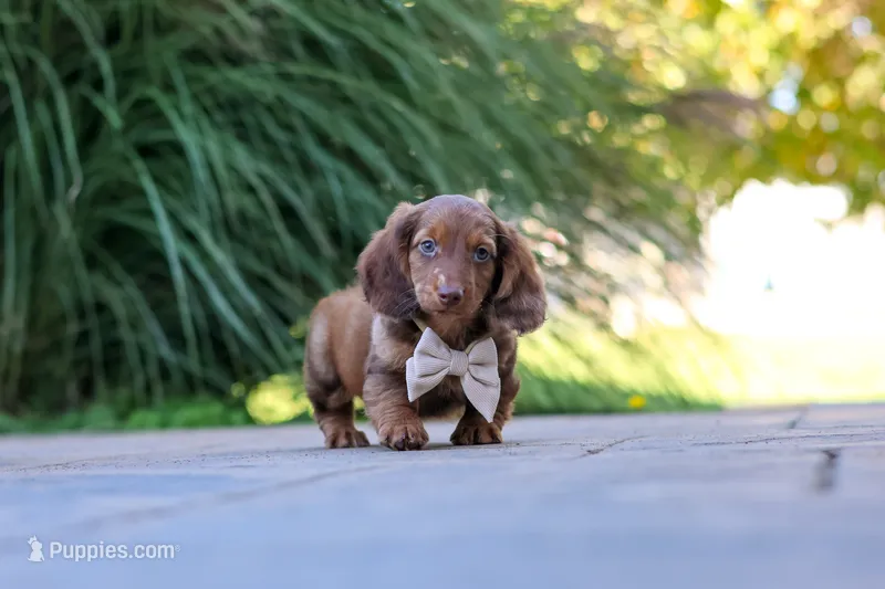 Otto – Miniature Dachshund puppy for sale in Dundee, OH