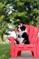 Cisco, a female Miniature Australian Shepherd for sale in Dundee, OH – 4 of 8
