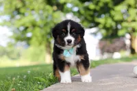 Rustler, a male Miniature Australian Shepherd for sale in Dundee, OH – 5 of 8
