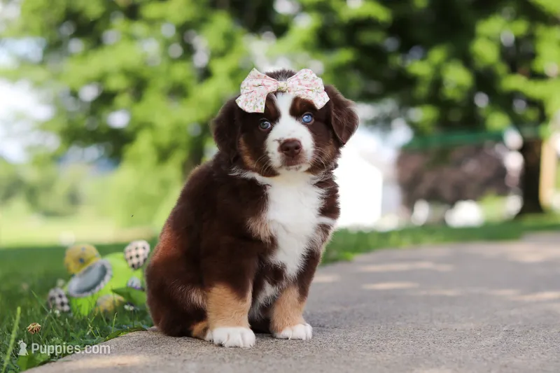 Sedona – Miniature Australian Shepherd puppy for sale in Dundee, OH