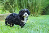 Chiclet, a female Miniature Bernedoodle for sale in Dundee, OH – 3 of 5