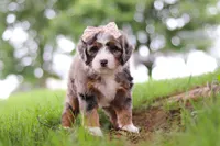 Pelle, a female Miniature Bernedoodle for sale in Dundee, OH – 6 of 6