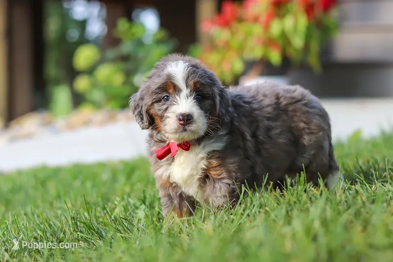 Lemonhead – Miniature Bernedoodle puppy for sale in Dundee, OH