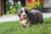 Lemonhead, a male Miniature Bernedoodle for sale in Dundee, OH – 1 of 6