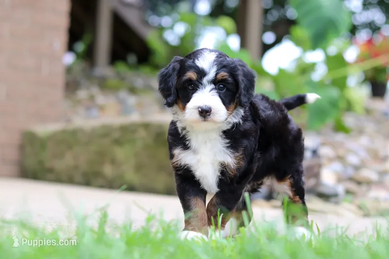 Sprite – Miniature Bernedoodle puppy for sale in Dundee, OH