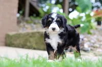 Sprite, a female Miniature Bernedoodle for sale in Dundee, OH – 1 of 5