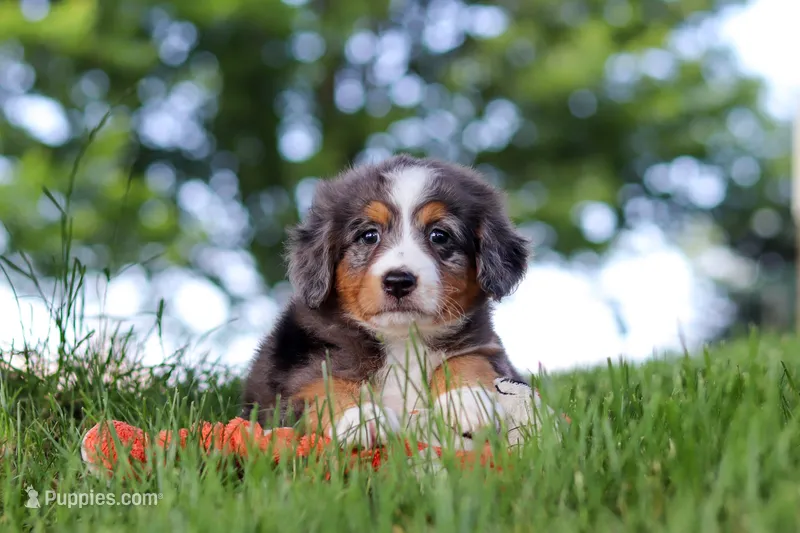 Junebug – Miniature Bernedoodle puppy for sale in Dundee, OH