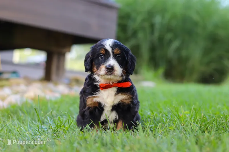 Fireball – Miniature Bernedoodle puppy for sale in Dundee, OH