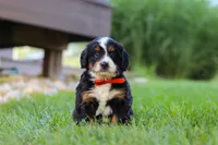Fireball, a male Miniature Bernedoodle for sale in Dundee, OH – 1 of 5