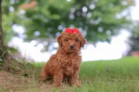 Elvira, a female Miniature Goldendoodle for sale in Dundee, OH – 6 of 7