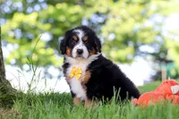 Beetle Boy, a male Miniature Bernedoodle for sale in Dundee, OH – 3 of 6