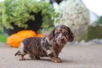 Oak, a male Miniature Dachshund for sale in Dundee, OH – 6 of 7