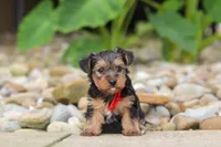 Baklava, a male Yorkipoo for sale in Dundee, OH – 5 of 6