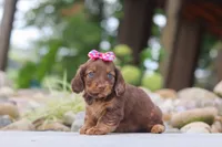 Harvest, a female Miniature Dachshund for sale in Dundee, OH – 3 of 6