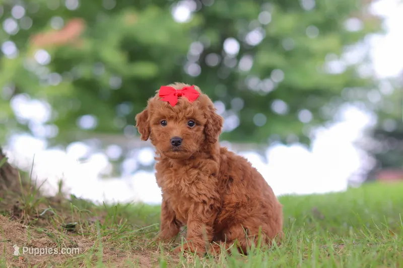 Elvira – Miniature Goldendoodle puppy for sale in Dundee, OH