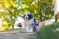 Zoomer, a female Miniature Australian Shepherd for sale in Dundee, OH – 2 of 5