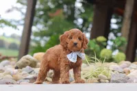 Igor, a male Miniature Goldendoodle for sale in Dundee, OH – 3 of 7