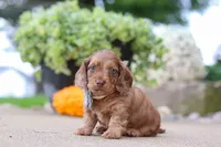 Gordy, a male Miniature Dachshund for sale in Dundee, OH – 6 of 6