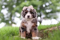 Pelle, a female Miniature Bernedoodle for sale in Dundee, OH – 2 of 6