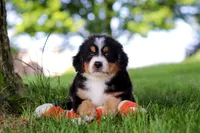 Jimminy Cricket, a male Miniature Bernedoodle for sale in Dundee, OH – 4 of 6