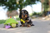 Kumquat, a male Miniature Dachshund for sale in Dundee, OH – 6 of 10