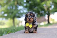 Kumquat, a male Miniature Dachshund for sale in Dundee, OH – 2 of 10