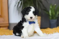 Thumper, a male Sheepadoodle for sale in Dundee, OH – Photo 2 of 9
