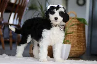 Thumper, a male Sheepadoodle for sale in Dundee, OH – Photo 3 of 4