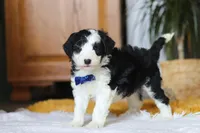 Thumper, a male Sheepadoodle for sale in Dundee, OH – Photo 6 of 9