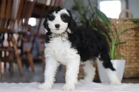 Thumper, a male Sheepadoodle for sale in Dundee, OH – Photo 1 of 4