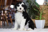 Thumper, a male Sheepadoodle for sale in Dundee, OH – Photo 4 of 4