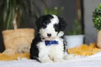 Thumper, a male Sheepadoodle for sale in Dundee, OH – Photo 1 of 9