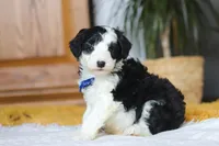 Thumper, a male Sheepadoodle for sale in Dundee, OH – Photo 9 of 9
