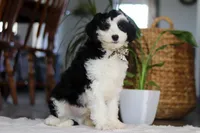 Thumper, a male Sheepadoodle for sale in Dundee, OH – Photo 2 of 4