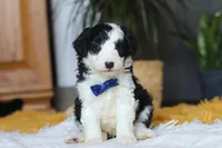 Thumper, a male Sheepadoodle for sale in Dundee, OH – Photo 5 of 9