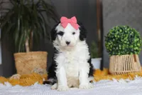 Mopsy, a female Sheepadoodle for sale in Dundee, OH – Photo 1 of 6