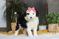 Mopsy, a female Sheepadoodle for sale in Dundee, OH – Photo 6 of 6