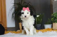 Mopsy, a female Sheepadoodle for sale in Dundee, OH – Photo 2 of 6