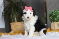 Mopsy, a female Sheepadoodle for sale in Dundee, OH – Photo 3 of 6