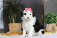 Mopsy, a female Sheepadoodle for sale in Dundee, OH – Photo 4 of 6